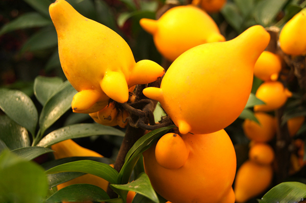 20种不常见但很好吃的怪异水果,非洲角瓜绝对是吃货的追求--置顶表情