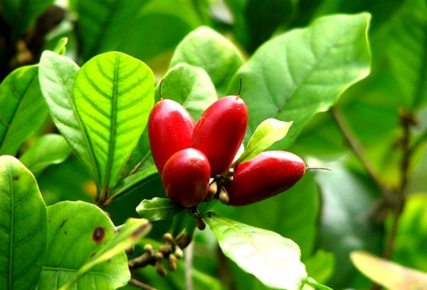 20种不常见但很好吃的怪异水果,非洲角瓜绝对是吃货的追求--置顶表情