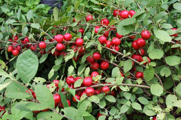20种不常见但很好吃的怪异水果,非洲角瓜绝对是吃货的追求--置顶表情
