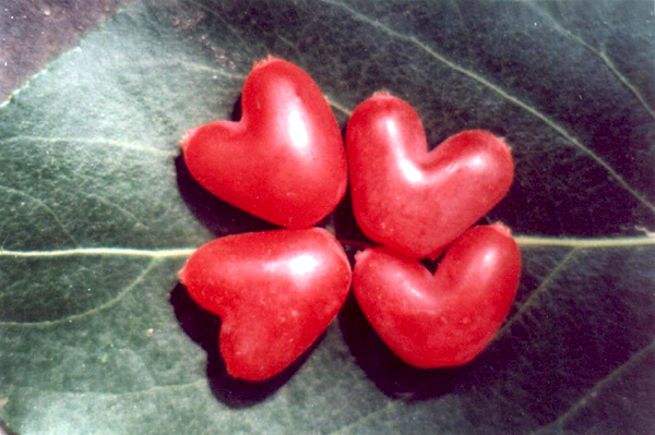 20种不常见但很好吃的怪异水果,非洲角瓜绝对是吃货的追求--置顶表情